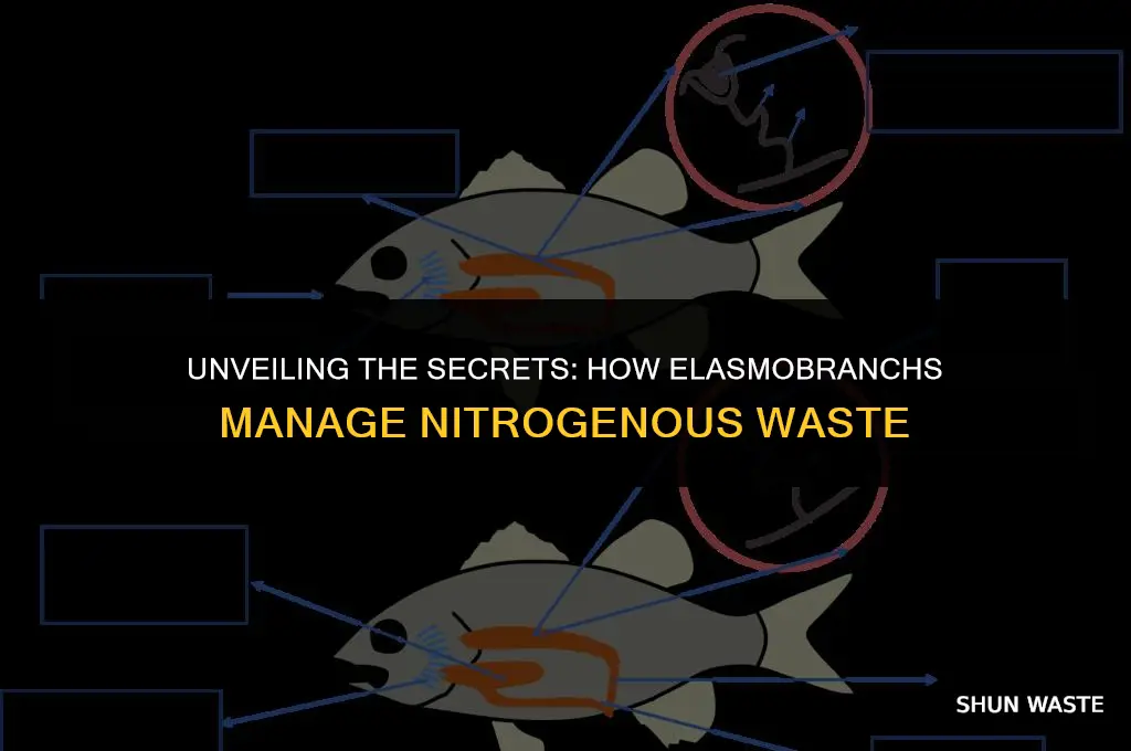 what does elasmobranchs do with their nitrogenous waste