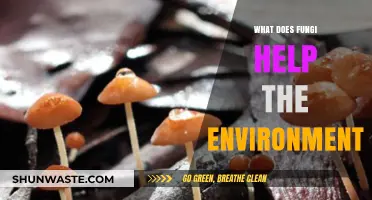 Fungi's Vital Role: Boosting Ecosystems and Environmental Health Naturally
