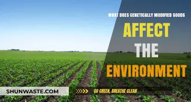 Genetically Modified Crops: Environmental Impacts and Ecological Consequences Explored