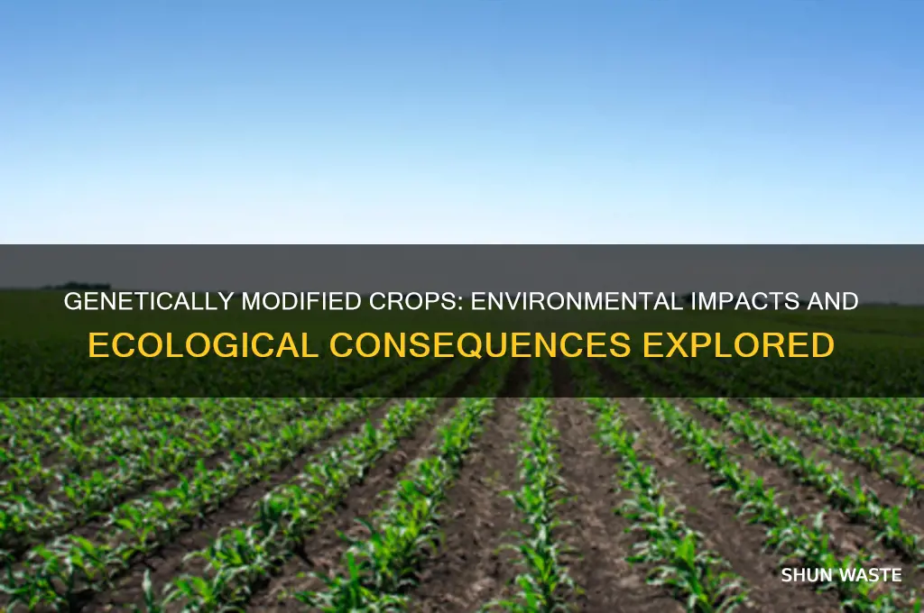 what does genetically modified goods affect the environment