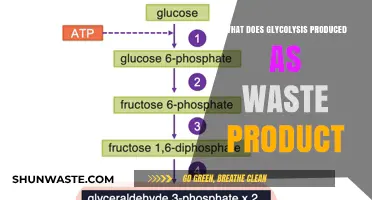 Unveiling the Waste Products of Glycolysis: A Biochemical Journey