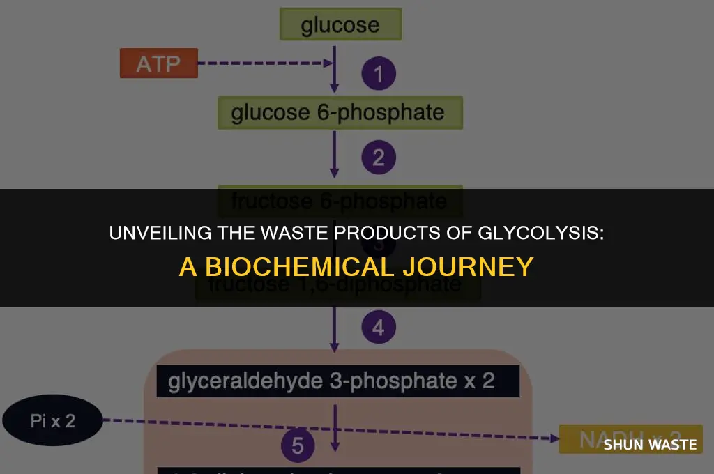 what does glycolysis produced as waste product