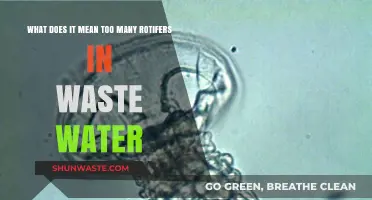 Decoding the Impact: Excessive Rotifers in Wastewater Treatment