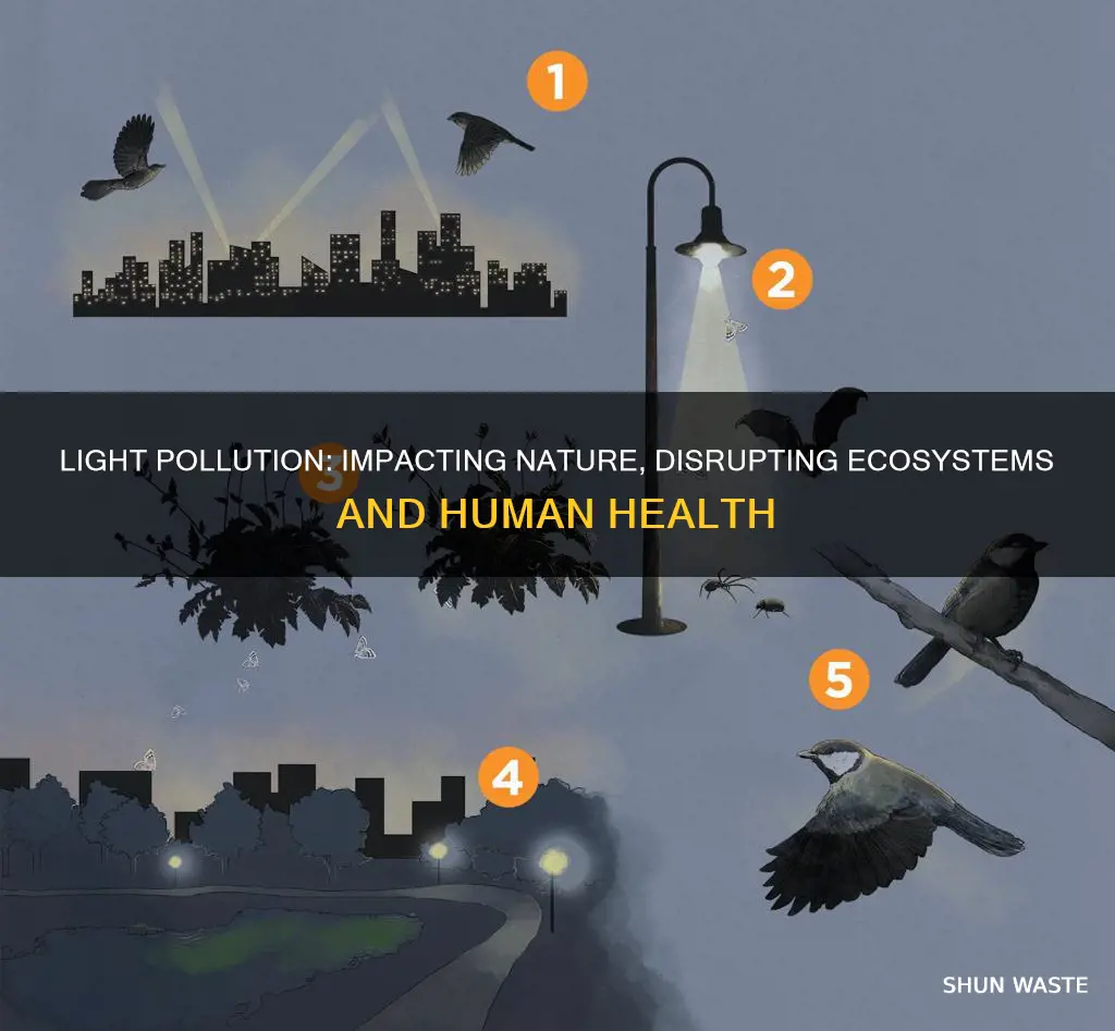 what does light pollution affect