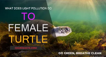 Light Pollution: Threatening Female Turtles' Survival