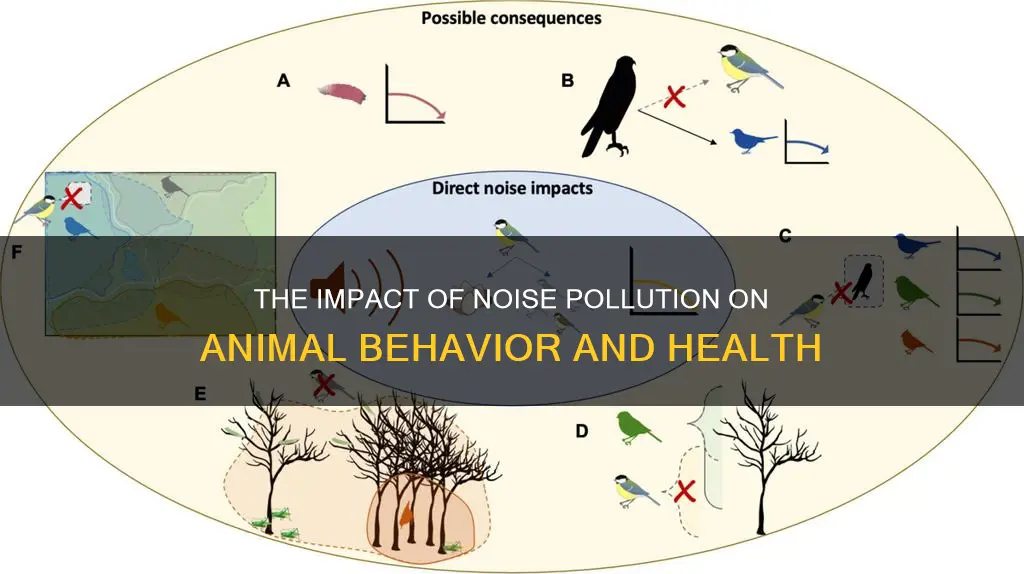 what does noise pollution cause in animals