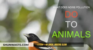 How Noise Pollution Impacts Animal Behavior