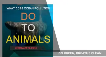 Ocean Pollution: Harming Marine Life