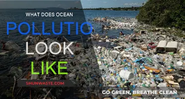 Ocean Pollution: A Visual Guide to the Crisis