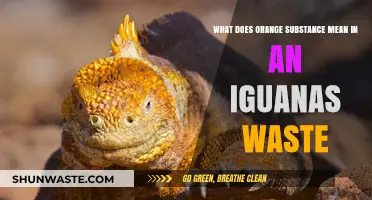 Decoding Iguana Waste: What Does Orange Substance Mean?