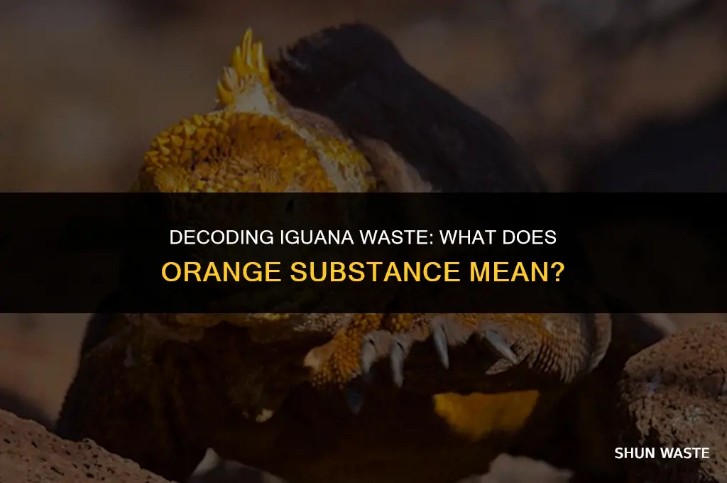 what does orange substance mean in an iguanas waste