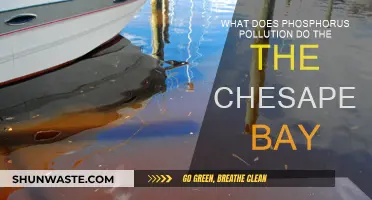 Phosphorus Pollution: Chesapeake Bay's Unseen Threat