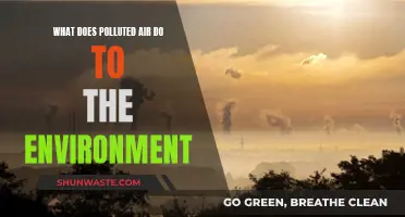 Air Pollution: Damaging Our Environment and Health