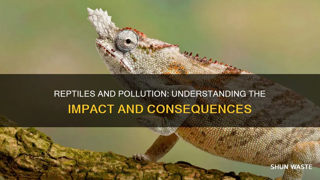 what does pollution affect reptiles