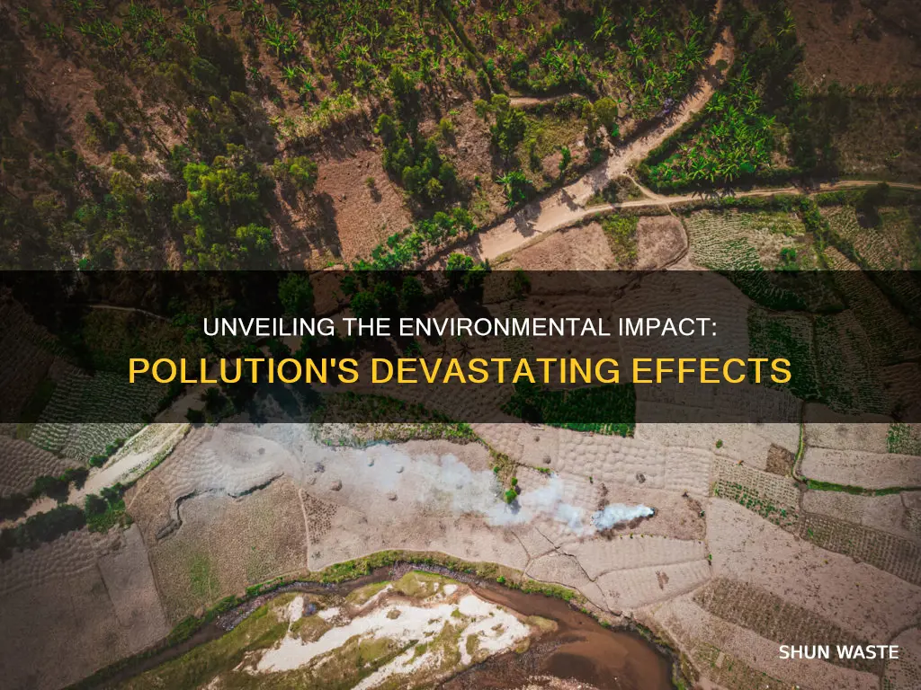 what does pollution cause in the environment