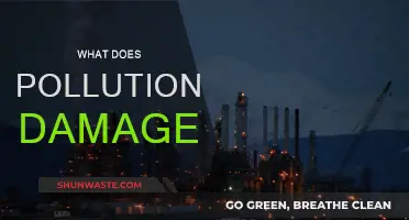 Pollution's Impact: Nature's Destruction and Human Health