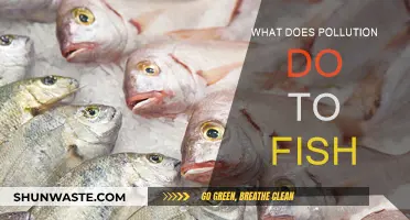 How Pollution is Poisoning our Fish