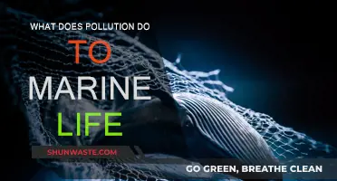 Marine Life: Pollution's Devastating Impact