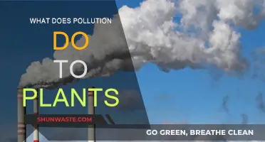 Pollution's Impact: Plants' Slow Death
