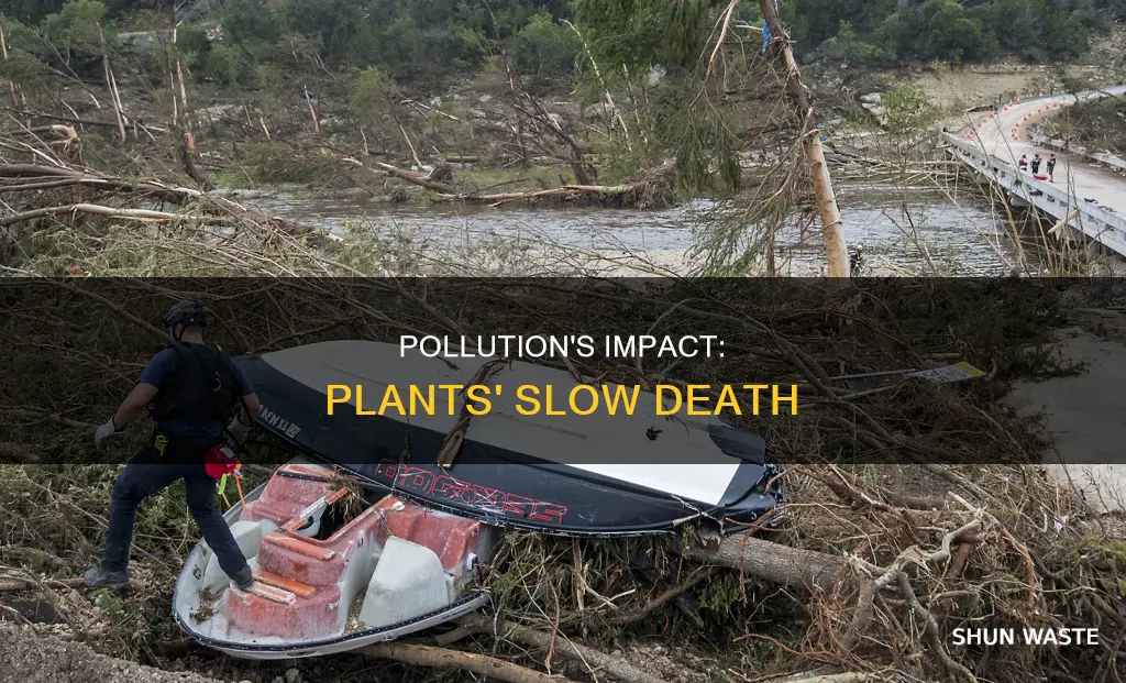 what does pollution do to plants