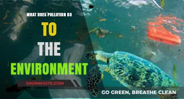 Pollution's Impact: Understanding Environmental Consequences
