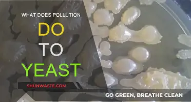 Yeast and Pollution: A Toxic Relationship