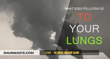 Air Pollution: Damaging Effects on Your Lungs