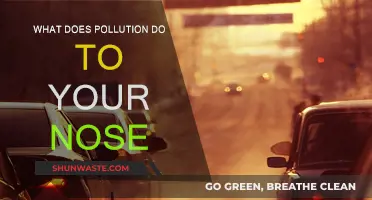 Air Pollution: Your Nose's Worst Enemy