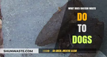 The Hidden Dangers of Raccoon Waste for Your Canine Companion
