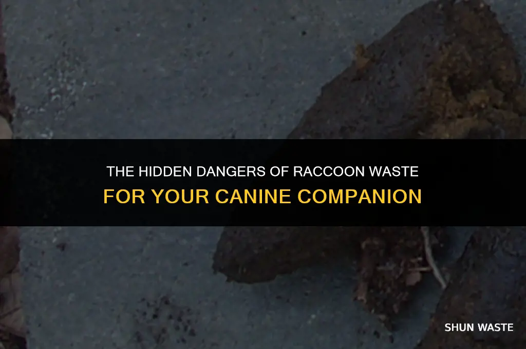 what does raccon waste do to dogs