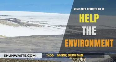Reindeer's Role: How These Arctic Grazers Benefit the Environment