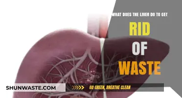 Detoxifying the Body: The Liver's Role in Waste Elimination