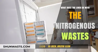 The Liver's Role in Detoxifying Nitrogenous Wastes: A Vital Function