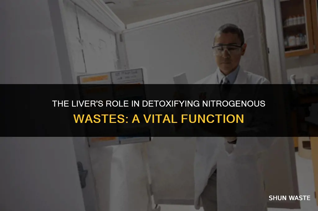 what does the liver do with the nitrogenous wastes