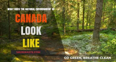 Exploring Canada's Diverse Natural Environment: Landscapes, Wildlife, and Ecosystems