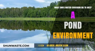 Water Cohesion's Vital Role in Sustaining Healthy Pond Ecosystems