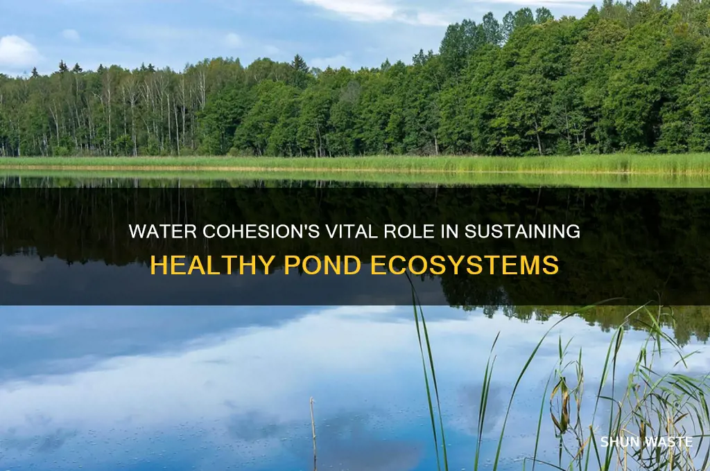 what does water cohesion do to help a pond environment