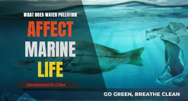 The Devastating Impact of Water Pollution on Marine Ecosystems