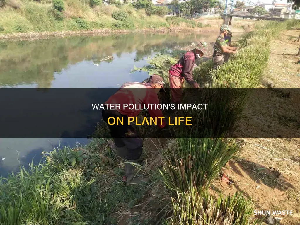 what does water pollution affect plants