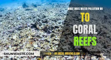 Coral Reefs: A Drowning World Beneath the Waves