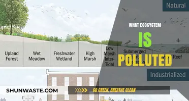 The Ecosystem's Pollution Problem