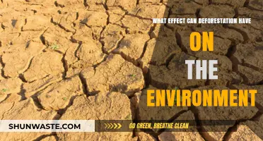 Devastating Impacts: How Deforestation Destroys Ecosystems and Climate Balance
