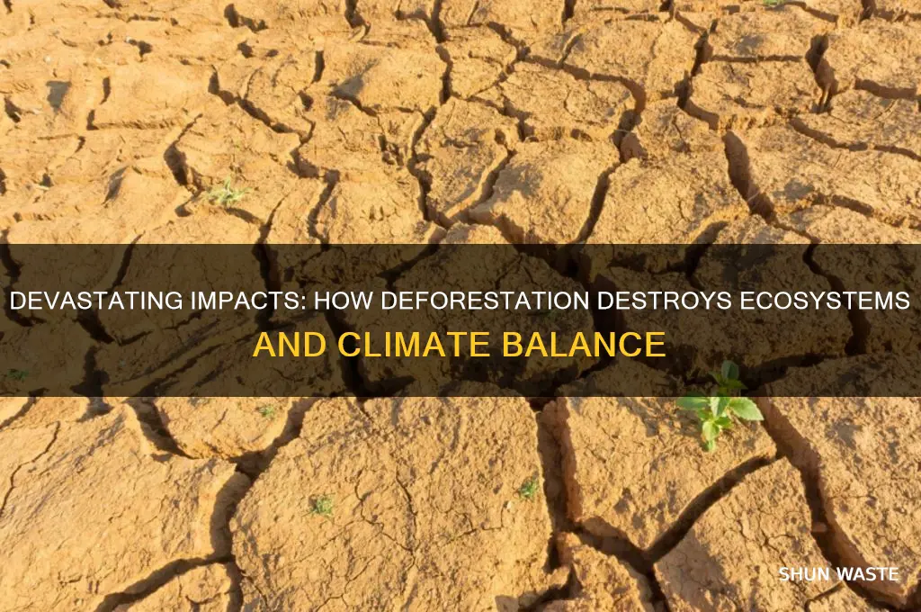 what effect can deforestation have on the environment