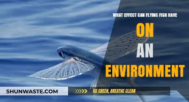 Flying Fish Impact: Uncovering Their Ecological Role and Environmental Effects