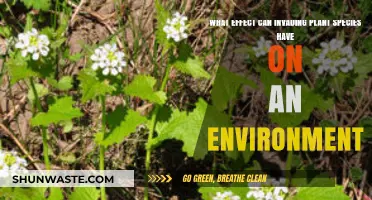 Invasive Plants: Disrupting Ecosystems and Threatening Native Biodiversity