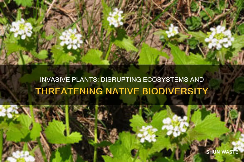 what effect can invading plant species have on an environment