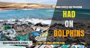 Dolphin decline: Understanding the impact of pollution