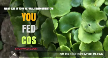Natural Environment Treasures: Discovering Unexpected Foods for Your COS Diet