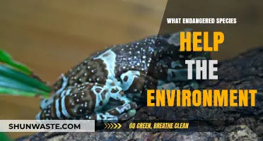 Endangered Species: Unsung Heroes Shaping Our Ecosystem's Health and Balance