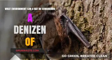 Bats as Denizens: Exploring Their Diverse Natural Habitats and Ecosystems